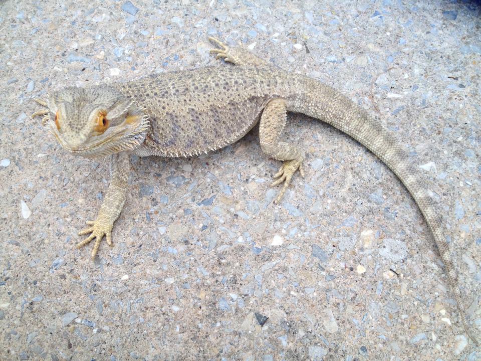 Void bearded dragon morph 