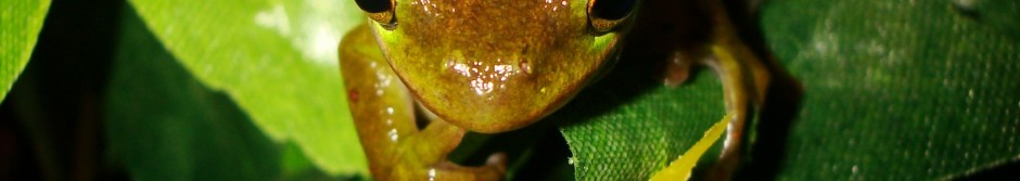 Green tree frog Austin P Taylor 1