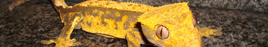 Broncers Herpetologic 5