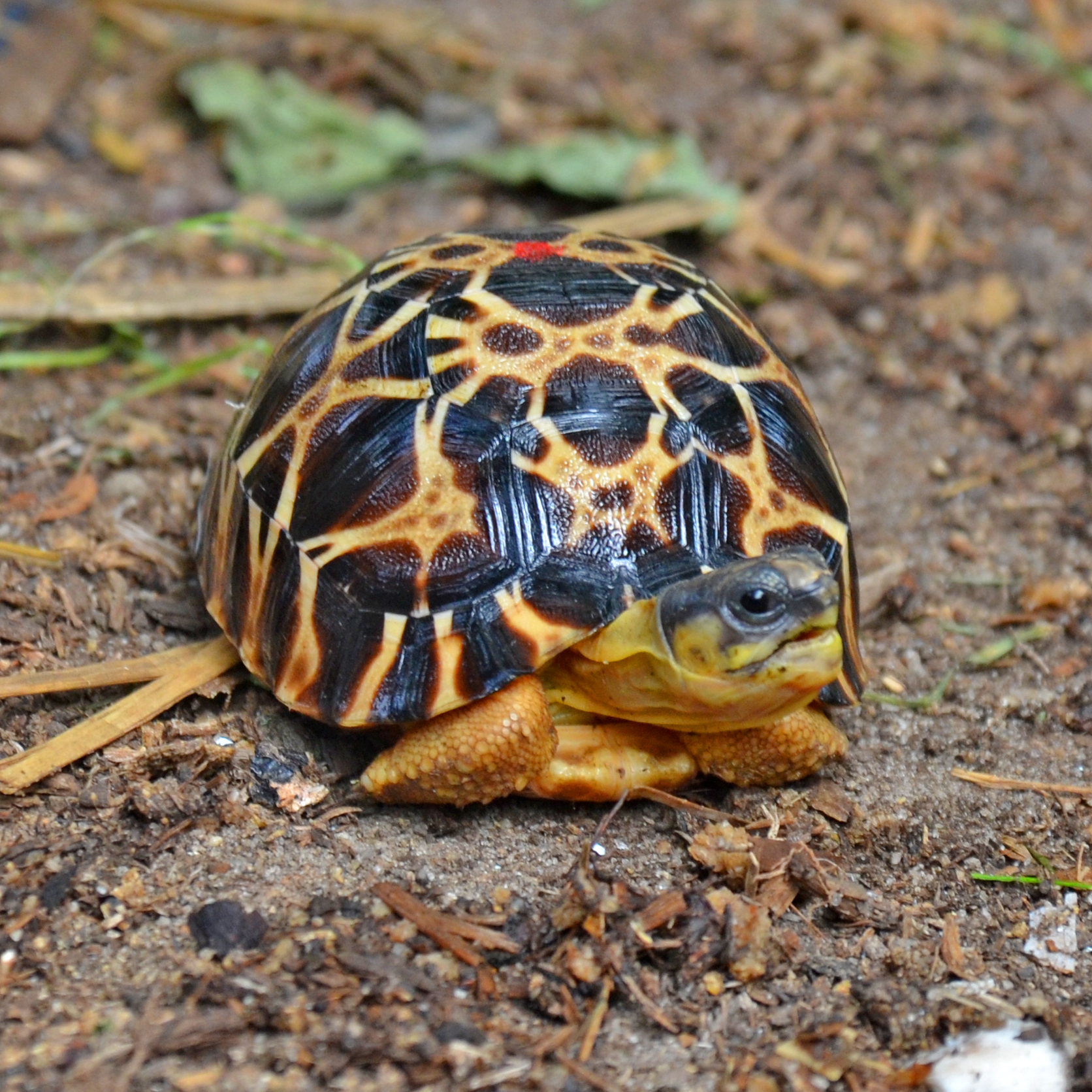 Radiated Tortoise | Captive Conservation