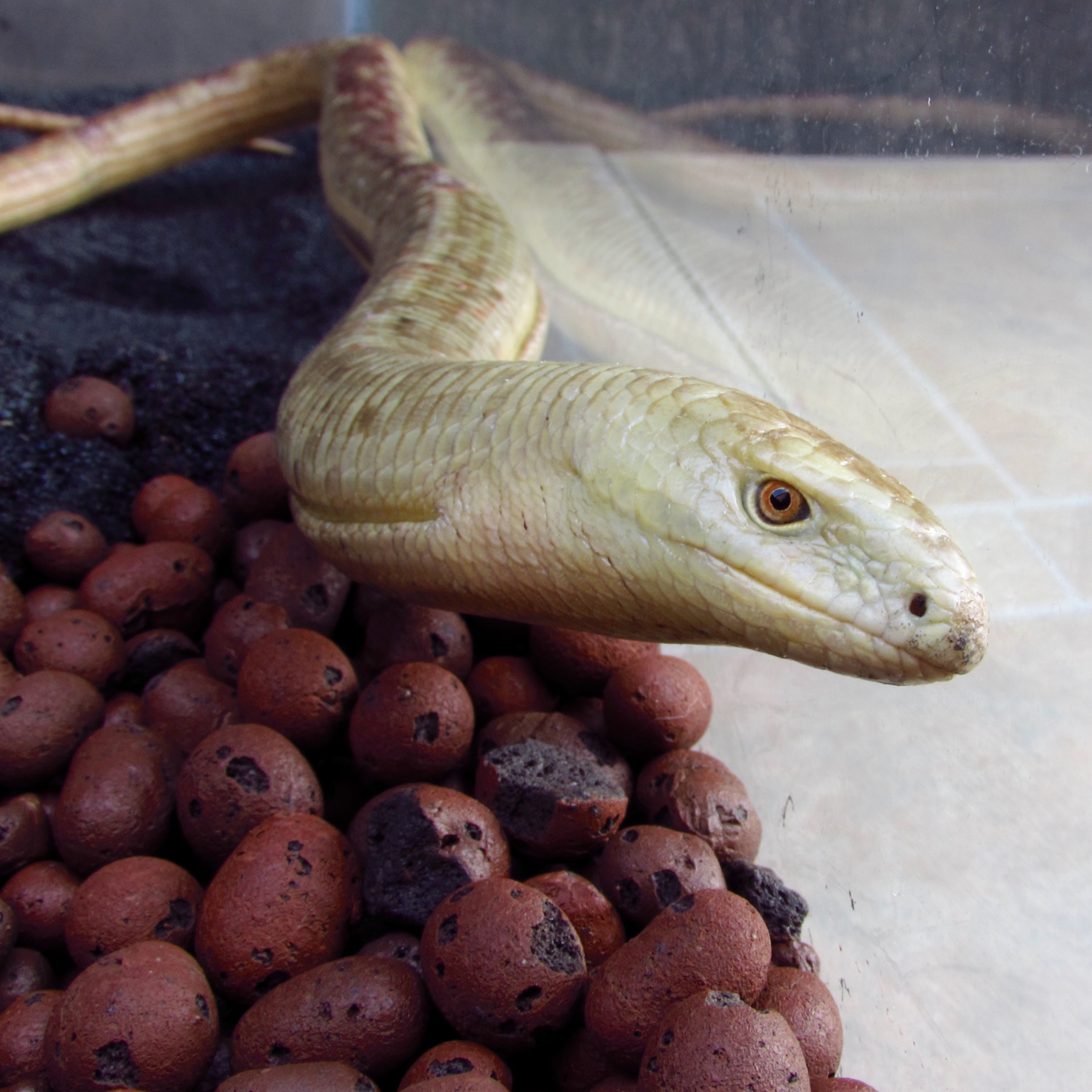 Giant Glass Lizards (Scheltopusik)/-/ReptileApartment.com