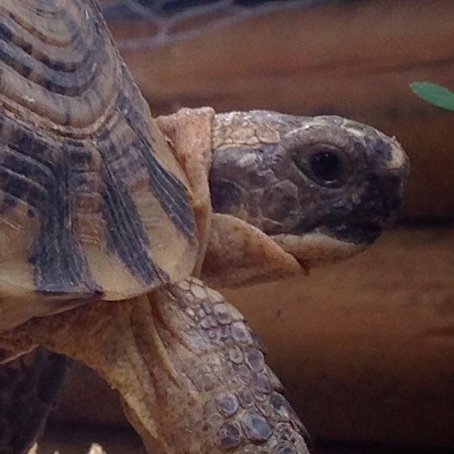 Greek Spur Thighed Tortoise Diet Kale - diamondgala