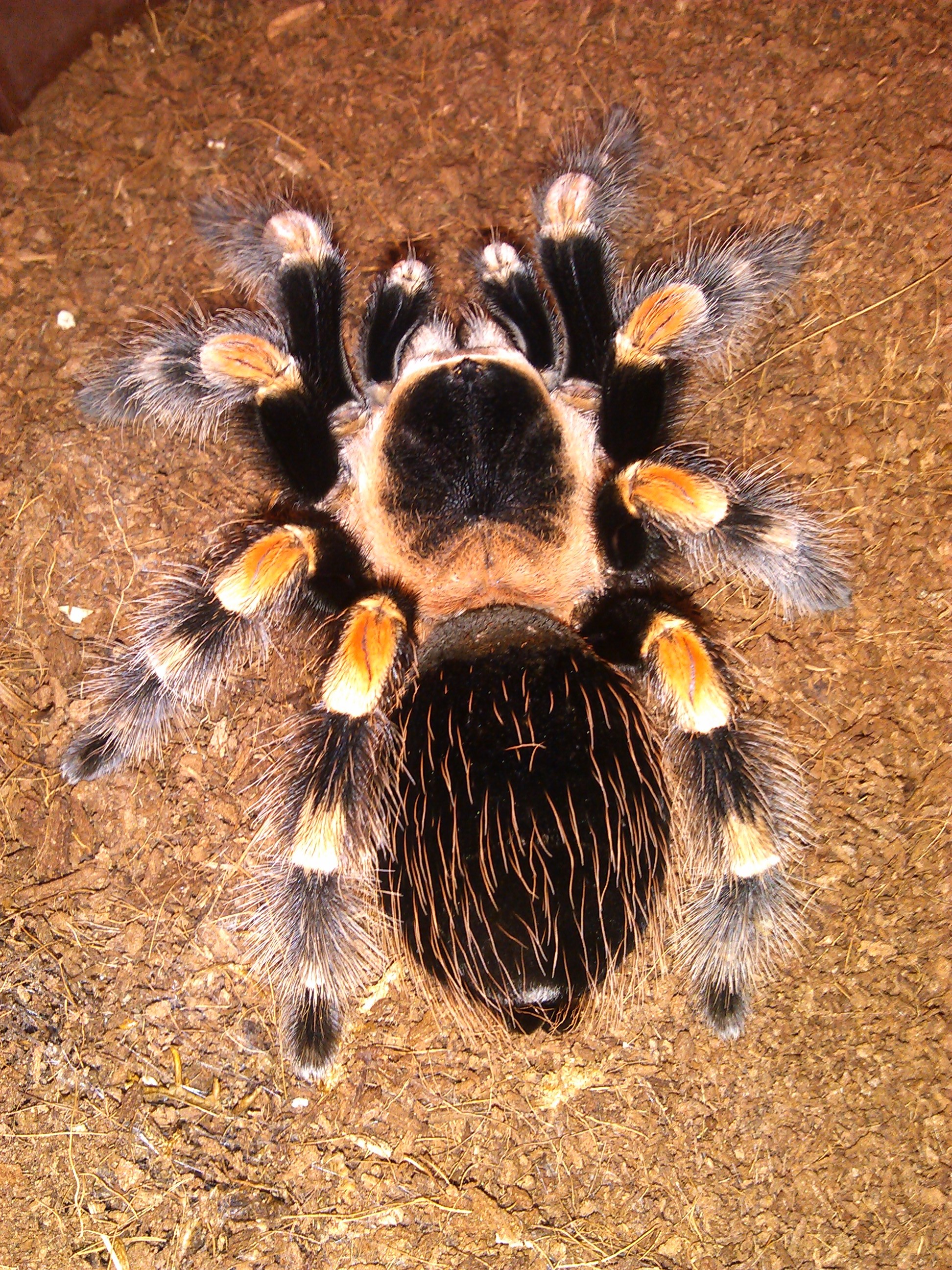 Mexican Redknee Tarantula | Brachypelma Smithi/-/ReptileApartment.com