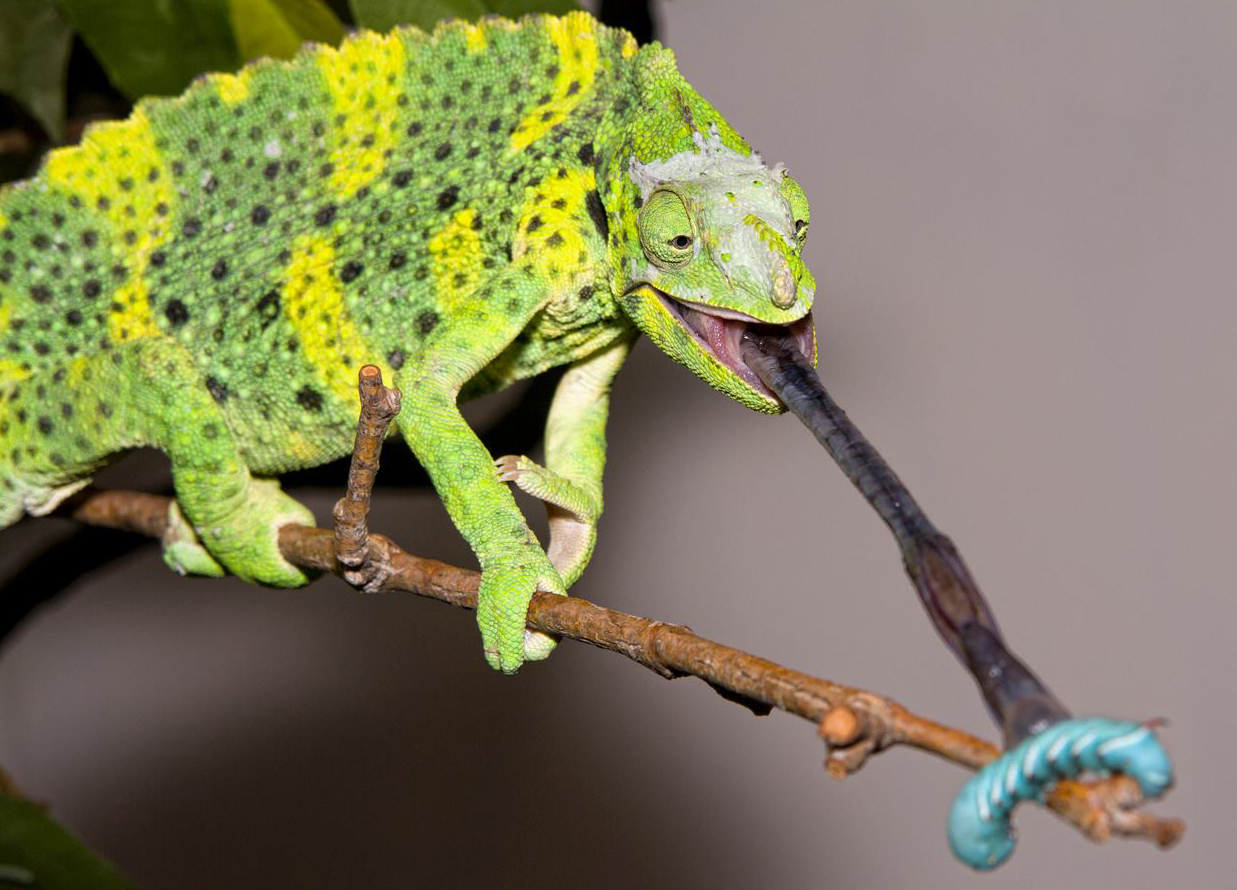 Chameleon Feeding | Beginners Guide