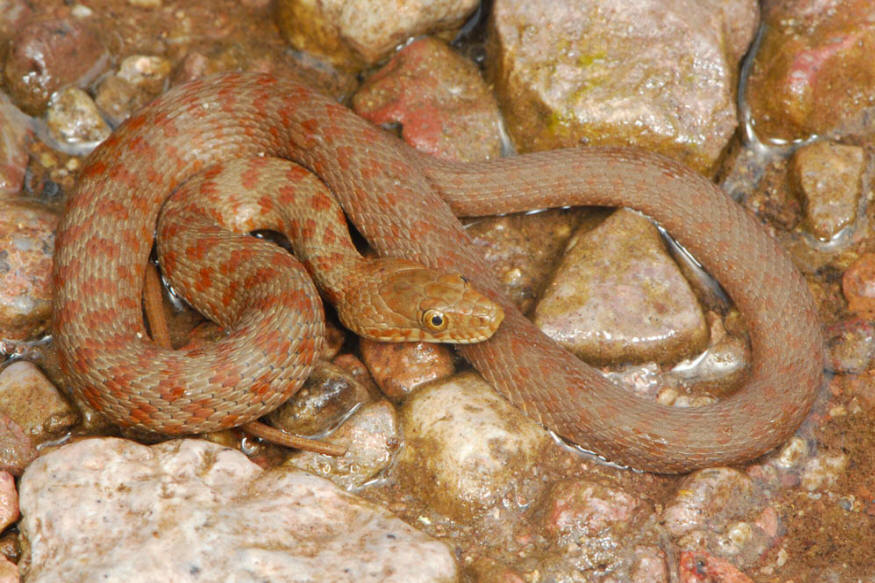 Two Garter Snakes To Be Listed As Threatened